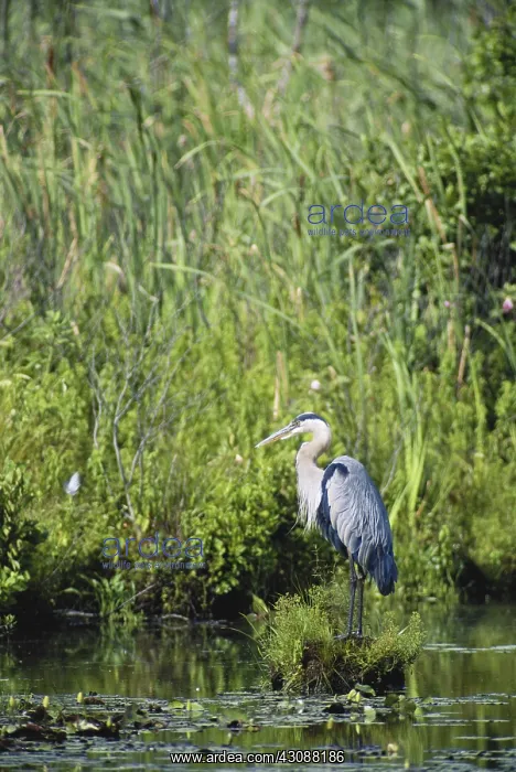 : Great Blue Heron : Great Blue Heron