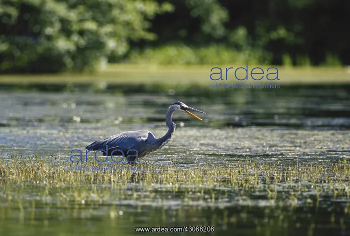 : Great Blue Heron : Great Blue Heron