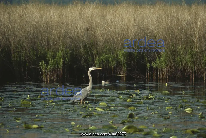 : Great Blue Heron : Great Blue Heron