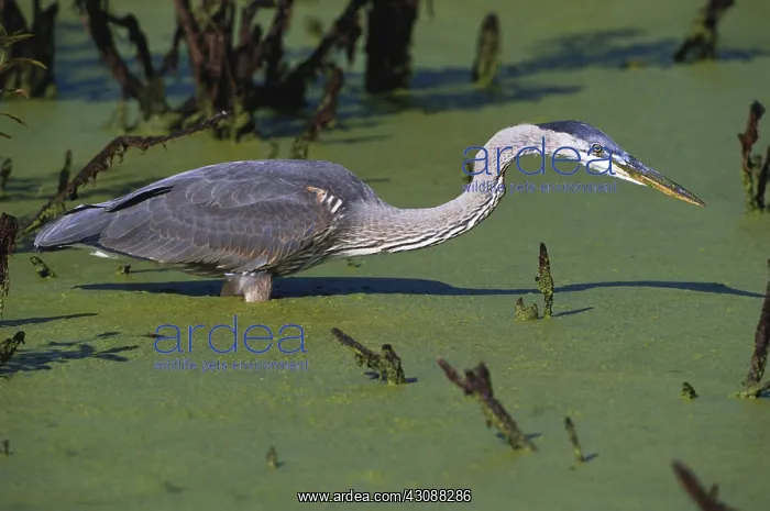 : Great Blue Heron : Great Blue Heron