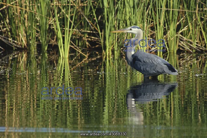 : Great Blue Heron : Great Blue Heron