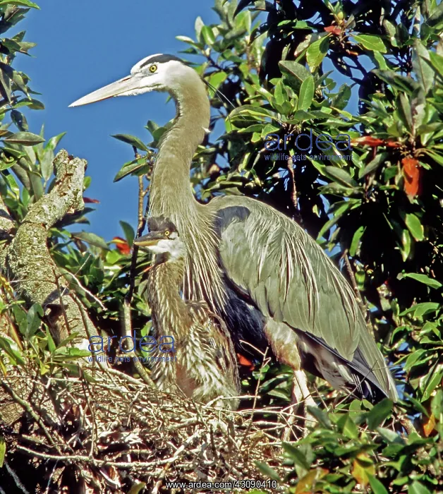 : Great Blue Heron : Great Blue Heron
