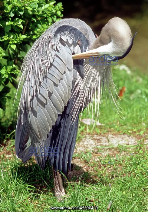 : Great Blue Heron : Great Blue Heron