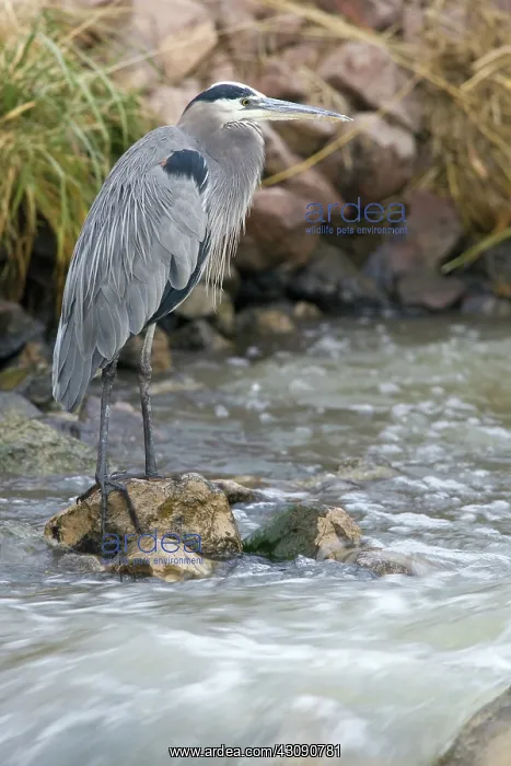 : Great Blue Heron : Great Blue Heron