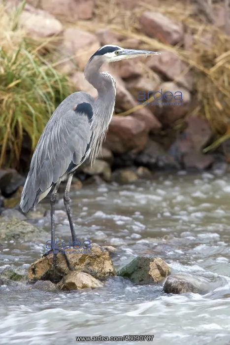  : Great Blue Heron