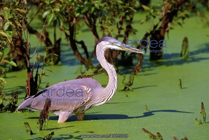 : Great blue heron : Great blue heron