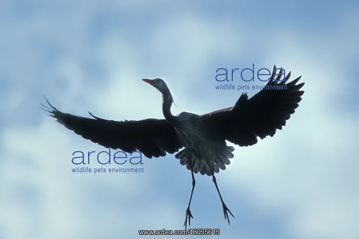 : Great Blue Heron : Great Blue Heron