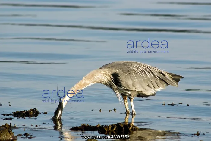 : Great Blue Heron : Great Blue Heron