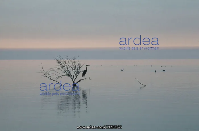 : Great Blue Heron : Great Blue Heron