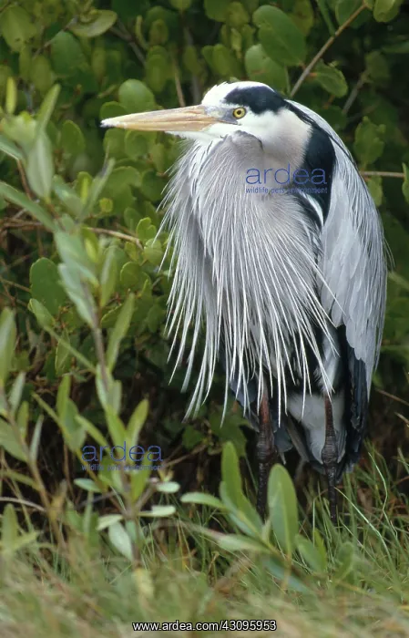 : Great Blue Heron : Great Blue Heron