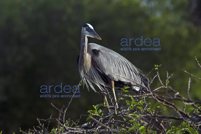 : Great Blue Heron : Great Blue Heron