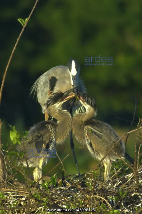 : Great Blue Heron : Great Blue Heron