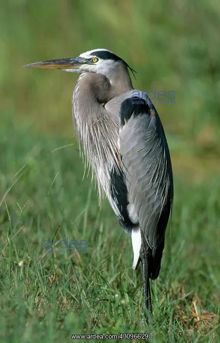 : Great Blue Heron : Great Blue Heron