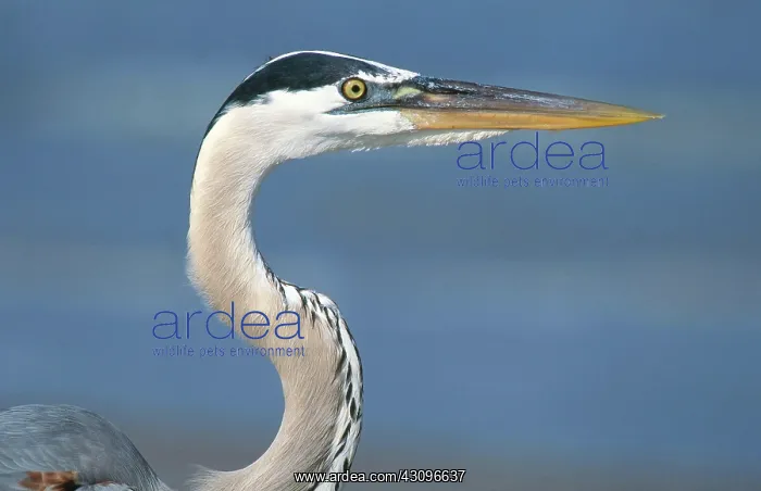 : Great Blue Heron : Great Blue Heron