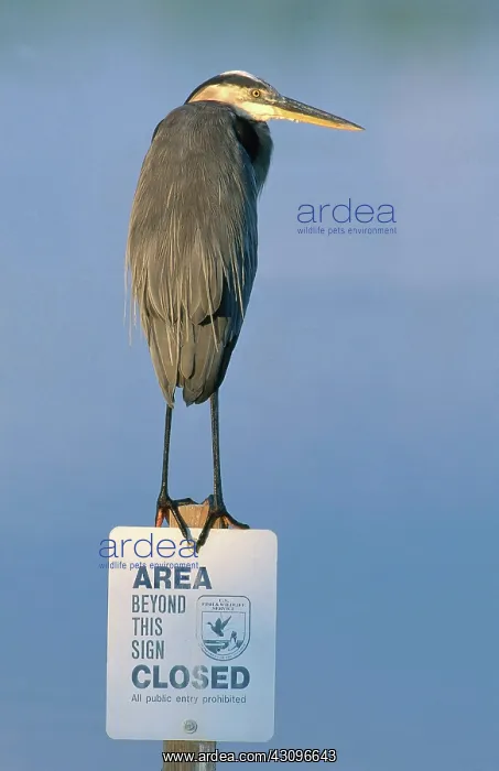 : Great Blue Heron : Great Blue Heron