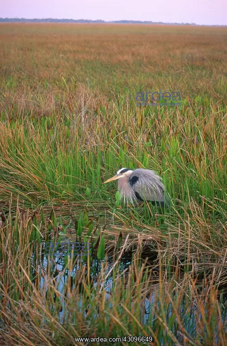 : Great Blue Heron : Great Blue Heron