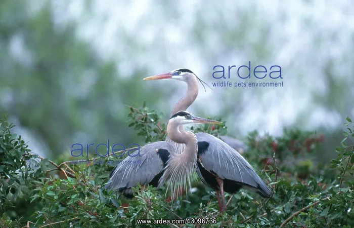 : Great Blue Heron : Great Blue Heron