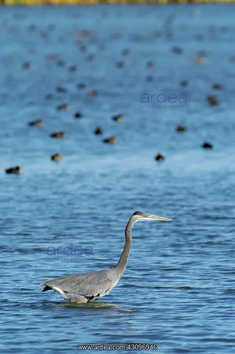 : Great Blue Heron : Great Blue Heron