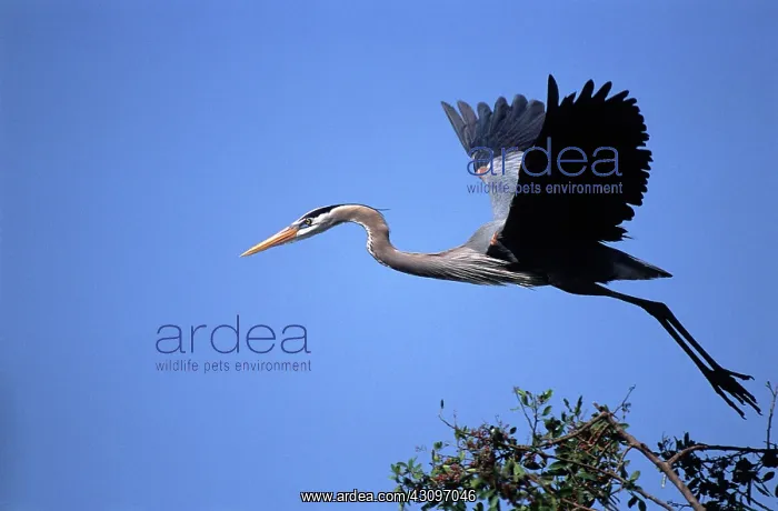 : Great Blue Heron : Great Blue Heron