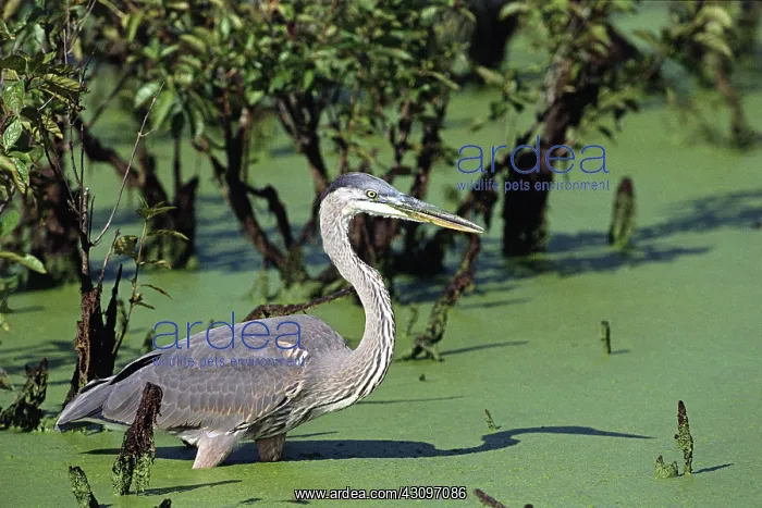 : Great Blue Heron : Great Blue Heron