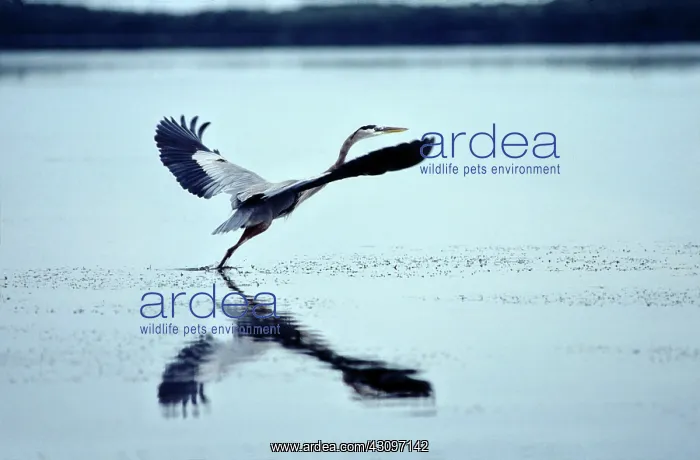 : Great Blue Heron : Great Blue Heron