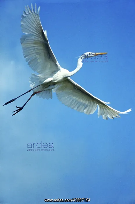 : Great Blue Heron : Great Blue Heron