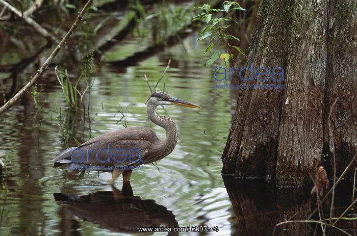 : Great Blue Heron : Great Blue Heron
