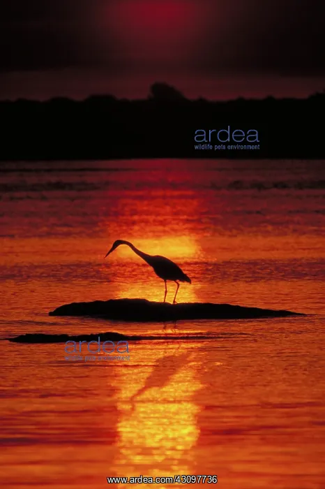 : Great Blue Heron : Great Blue Heron