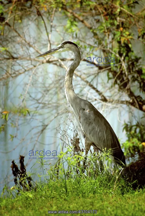 : Great Blue Heron : Great Blue Heron