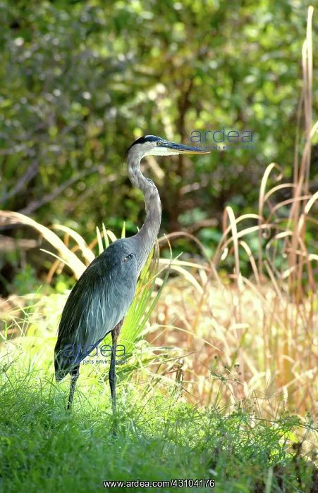 : Great Blue Heron : Great Blue Heron