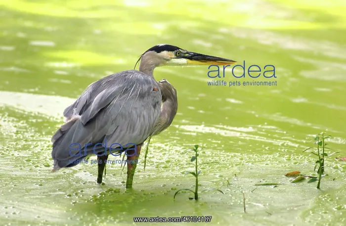 : Great Blue Heron : Great Blue Heron