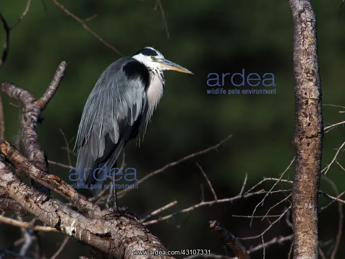 : Great Blue Heron : Great Blue Heron