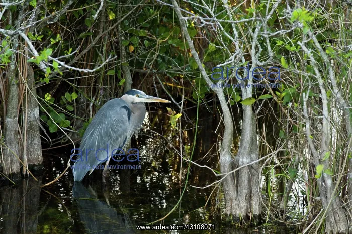 : Great Blue Heron : Great Blue Heron
