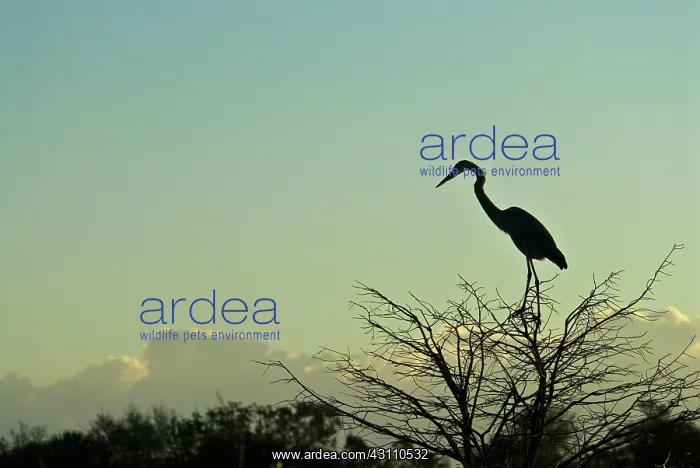 : Great Blue Heron : Great Blue Heron