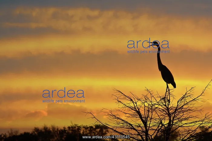 : Great Blue Heron : Great Blue Heron