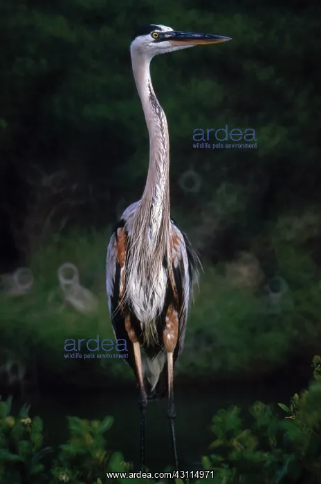 : Great Blue Heron : Great Blue Heron