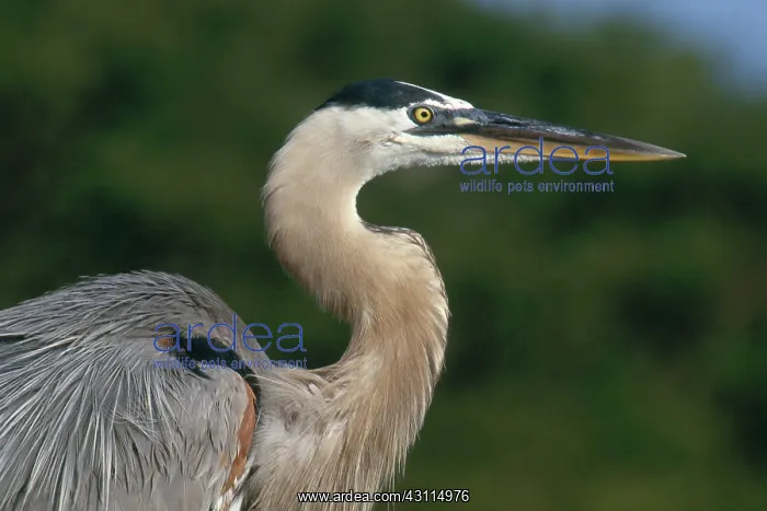 : Great Blue Heron : Great Blue Heron