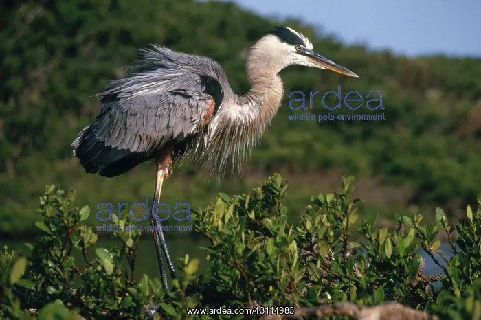 : Great Blue Heron : Great Blue Heron