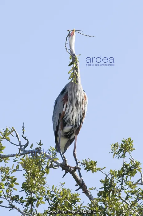 : Great Blue Heron : Great Blue Heron