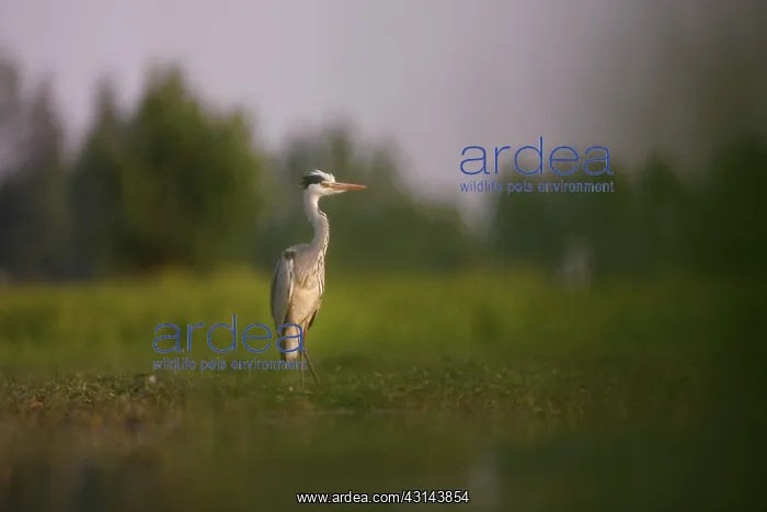 : Great Blue Heron : Great Blue Heron