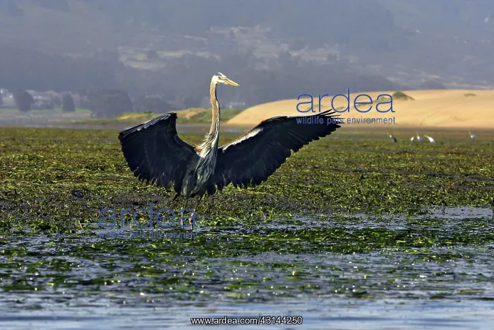 : Great Blue Heron : Great Blue Heron