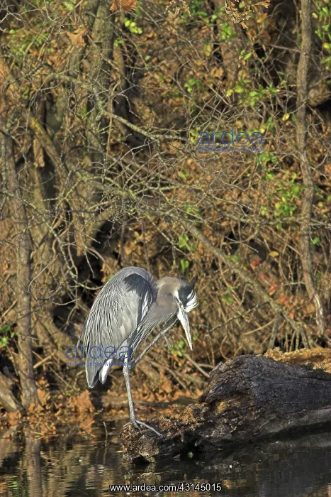 : Great Blue Heron : Great Blue Heron