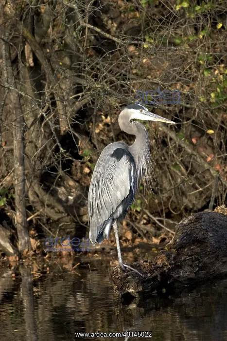 : Great Blue Heron : Great Blue Heron