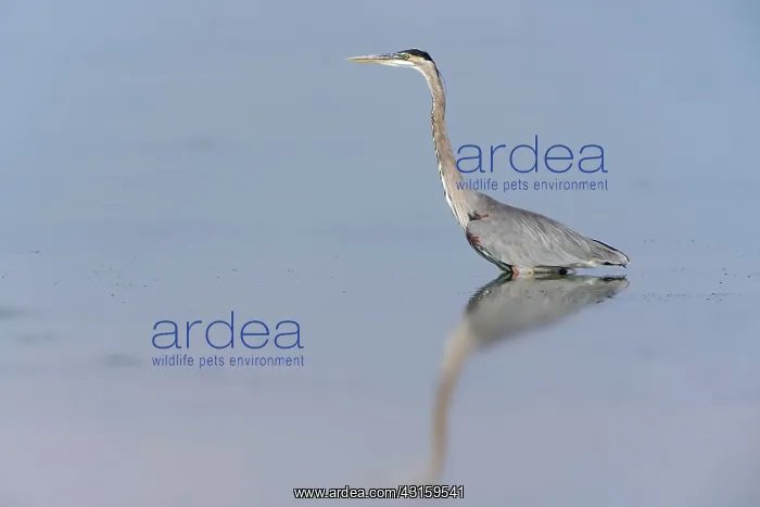 : Great Blue Heron : Great Blue Heron
