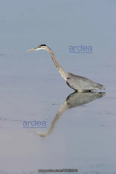 : Great Blue Heron : Great Blue Heron