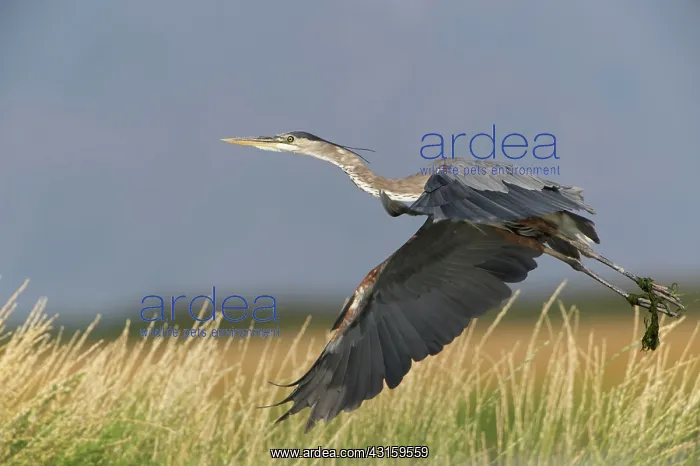 : Great Blue Heron : Great Blue Heron