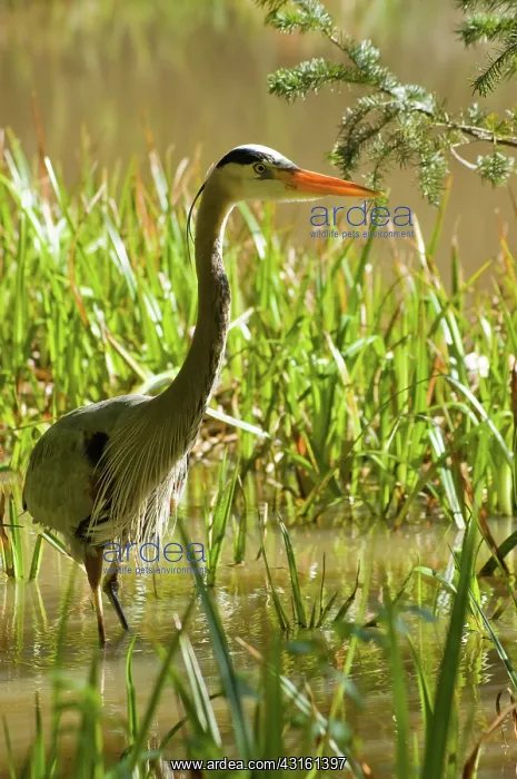 : Great Blue Heron : Great Blue Heron