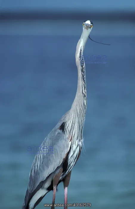 : Great Blue Heron : Great Blue Heron