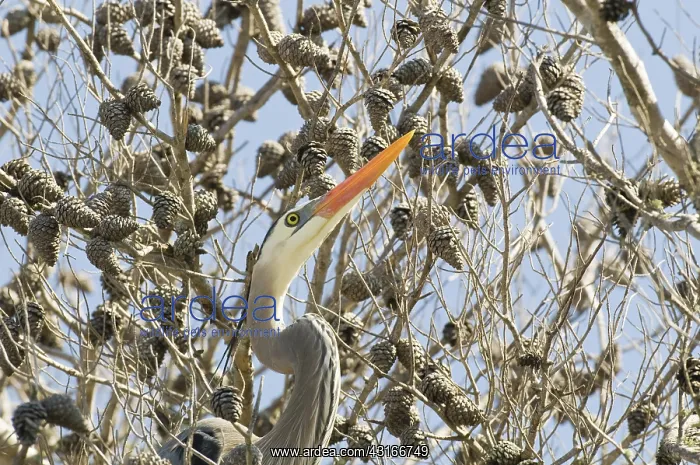 : Great Blue Heron : Great Blue Heron