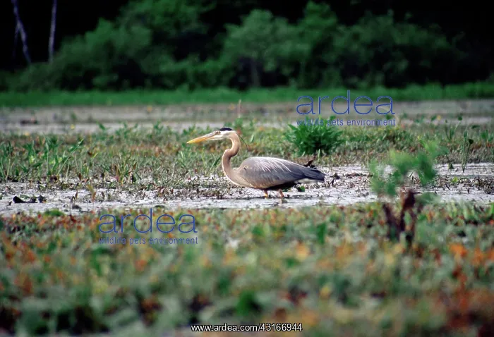 : Great Blue Heron : Great Blue Heron